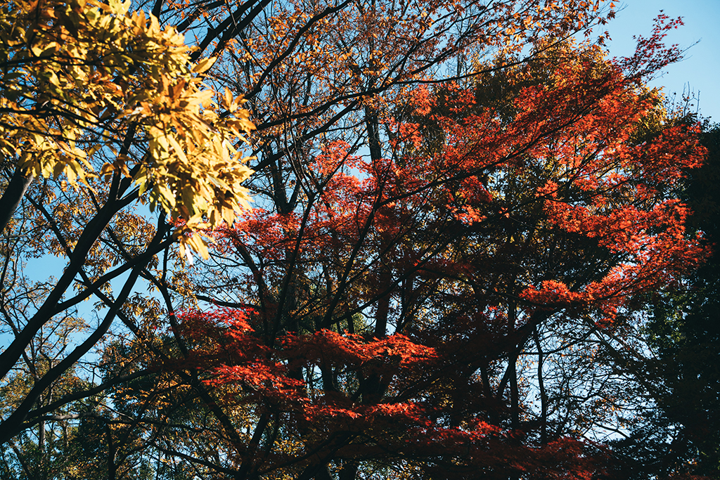 昭和紀念公園