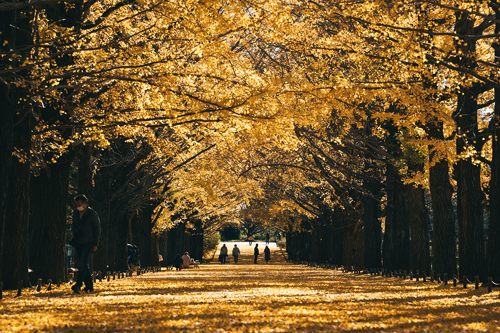 昭和紀念公園