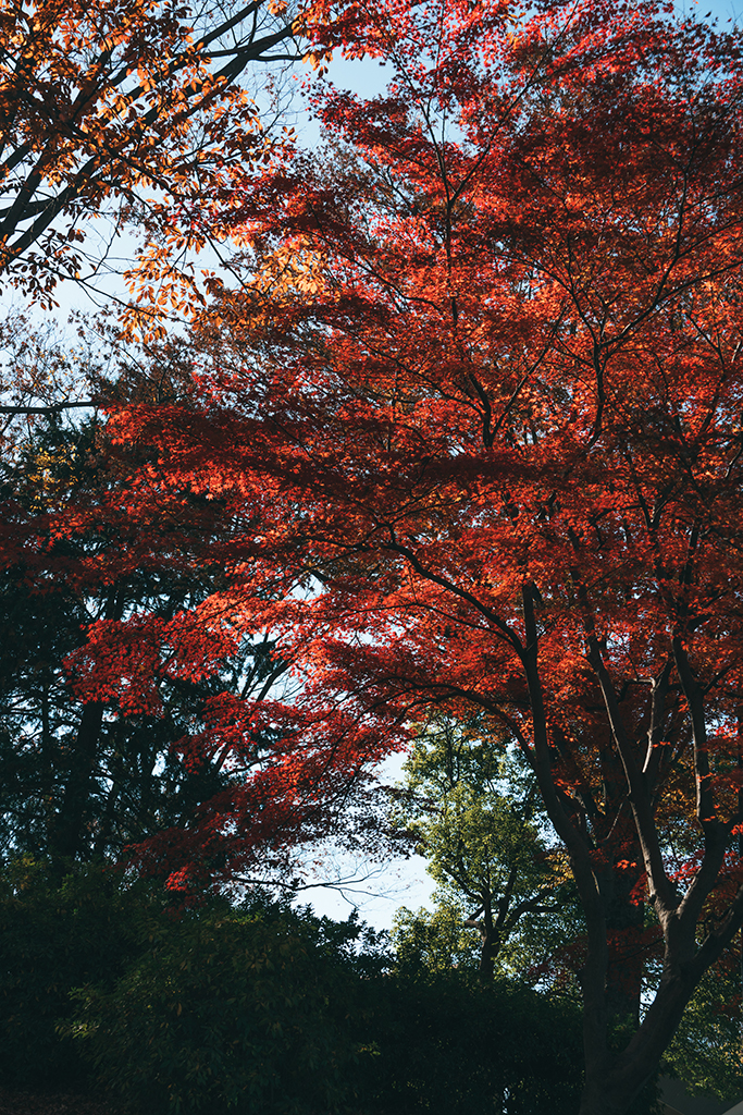 昭和紀念公園