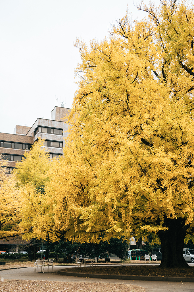 東京大學