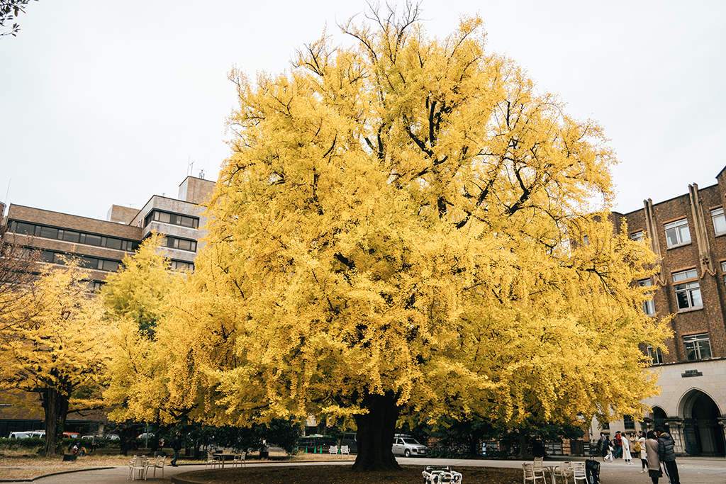 東京大學