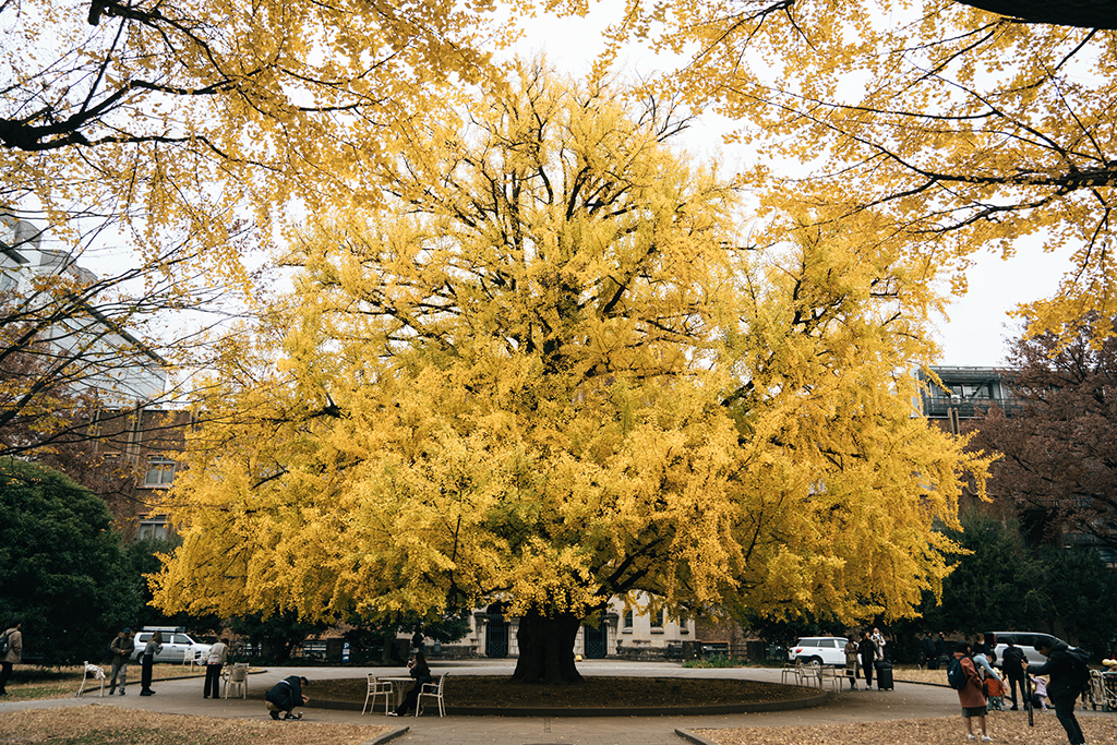 東京大學