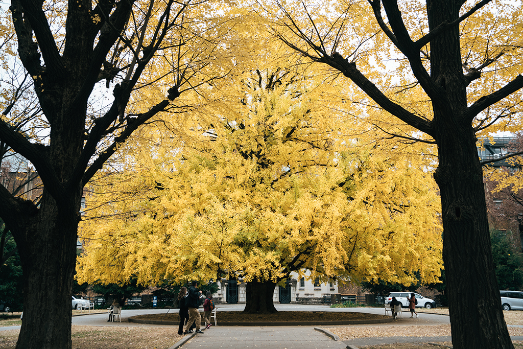 東京大學