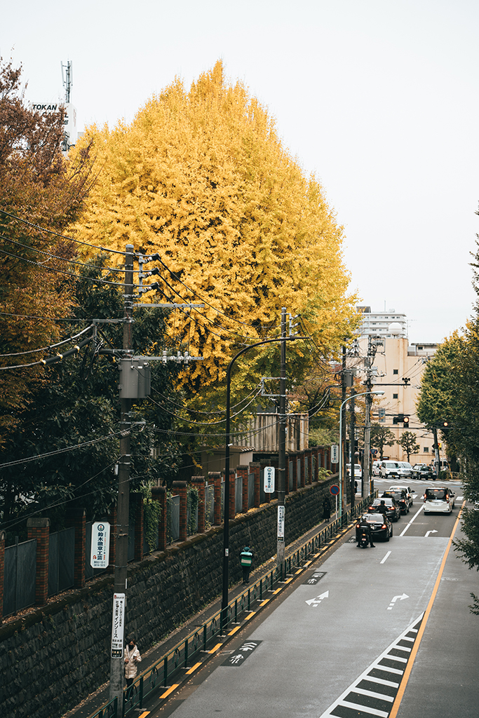 東京大學