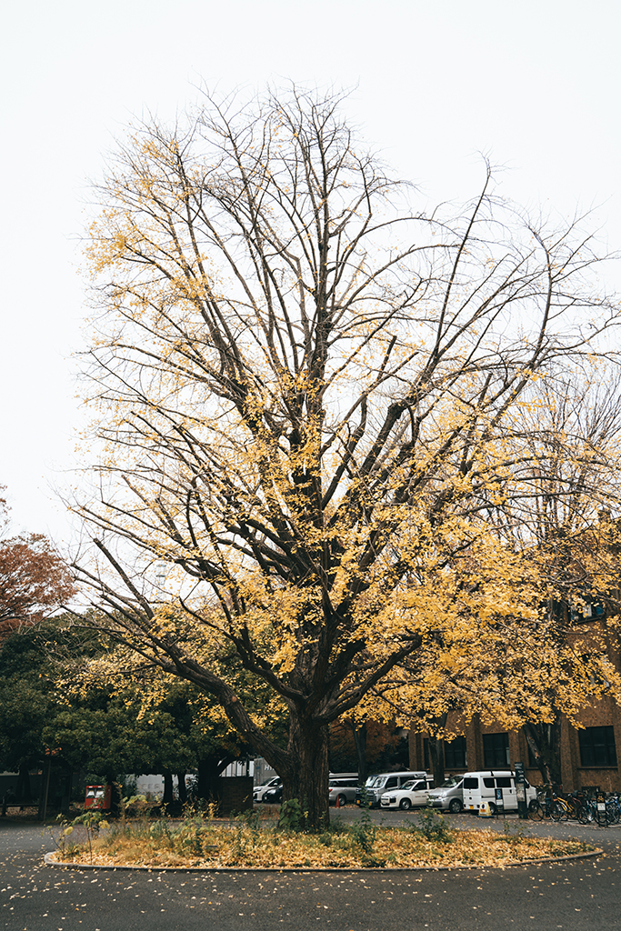 東京大學