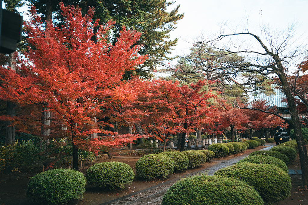 豪德寺