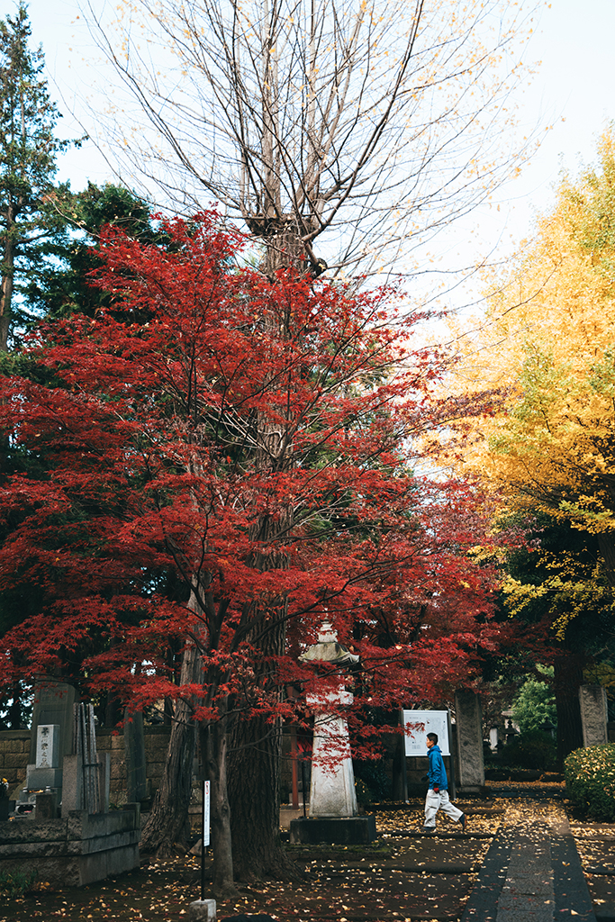 豪德寺