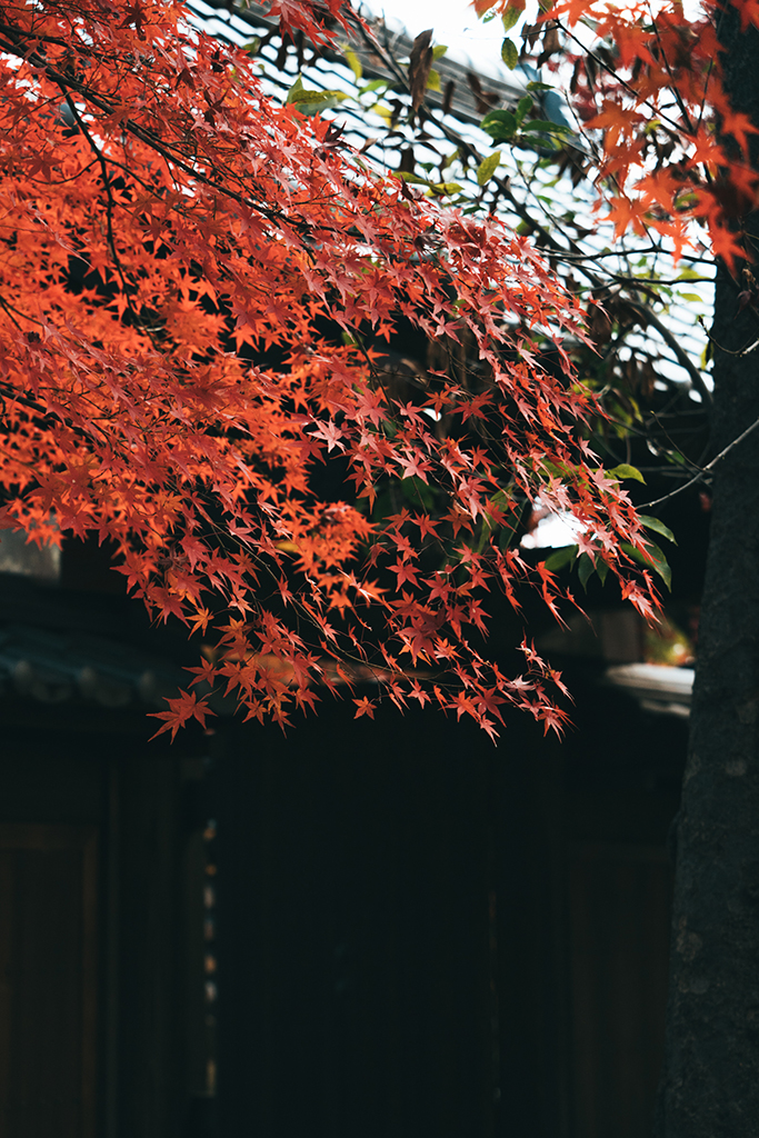 豪德寺