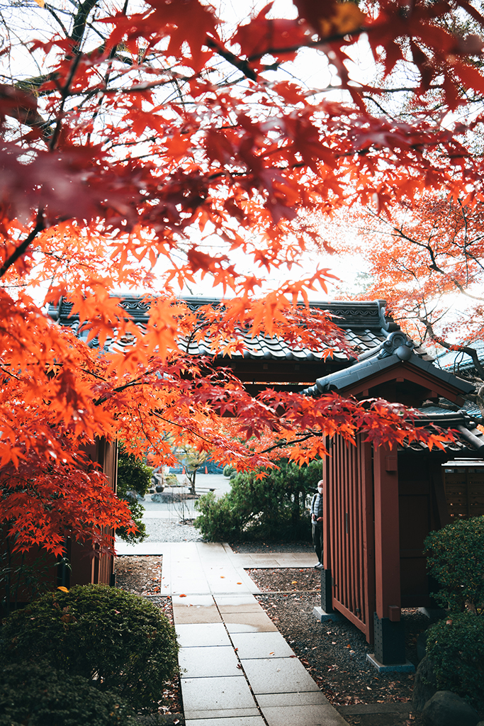 豪德寺