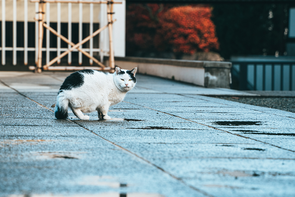 豪德寺